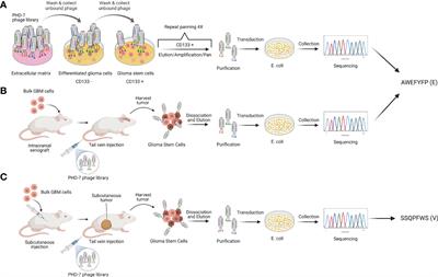 Use of phage display biopanning as a tool to design CAR-T cells against glioma stem cells